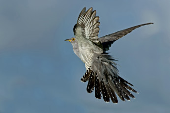 Картинка животные птицы небо крылья полёт птица