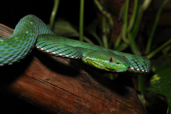 Картинка животные змеи +питоны +кобры змея дерево