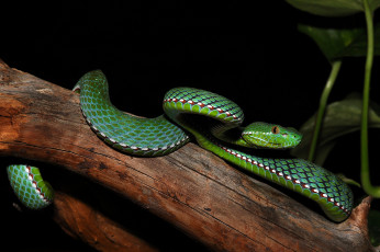 Картинка животные змеи +питоны +кобры змея дерево