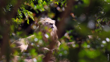 Картинка животные львы морда свет заросли грива белый