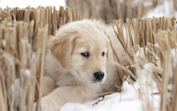 Картинка животные собаки взгляд собака щенок друг