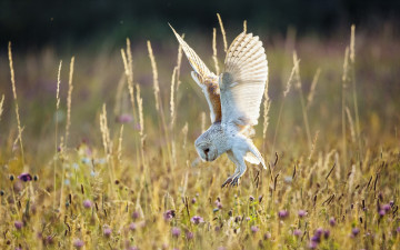 Картинка животные совы природа лето поле сова