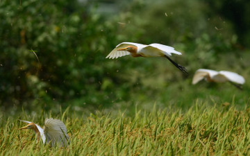 Картинка животные журавли полет