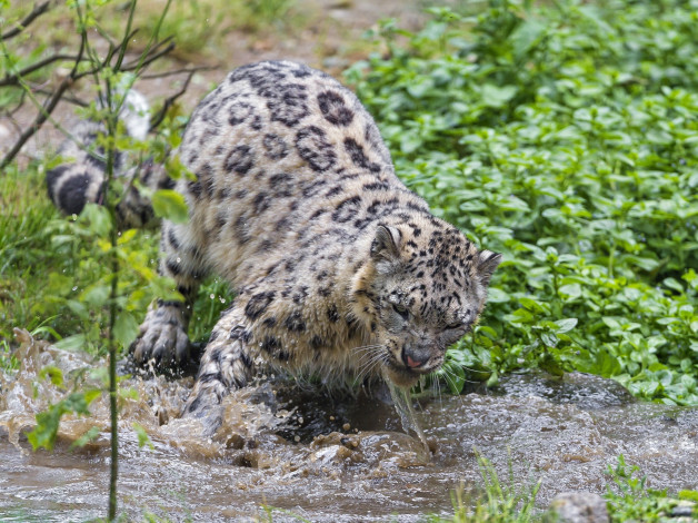 Обои картинки фото животные, снежный барс , ирбис, недовольный, гримаса, морда, зелень, брызги, водоем