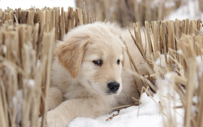 Обои картинки фото животные, собаки, взгляд, собака, щенок, друг