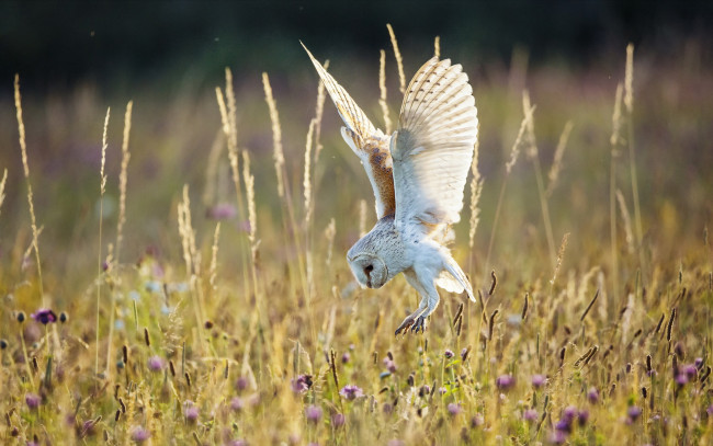 Обои картинки фото животные, совы, природа, лето, поле, сова