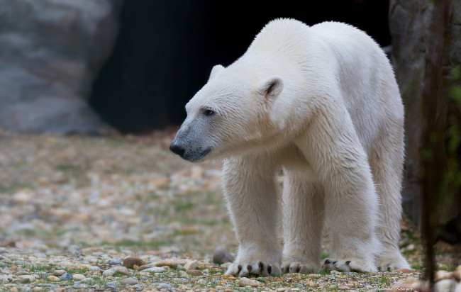 Обои картинки фото животные, медведи, медведь, камни, белый