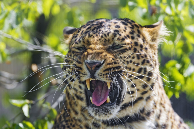Обои картинки фото животные, леопарды, гримаса, язык, клыки, морда, пасть