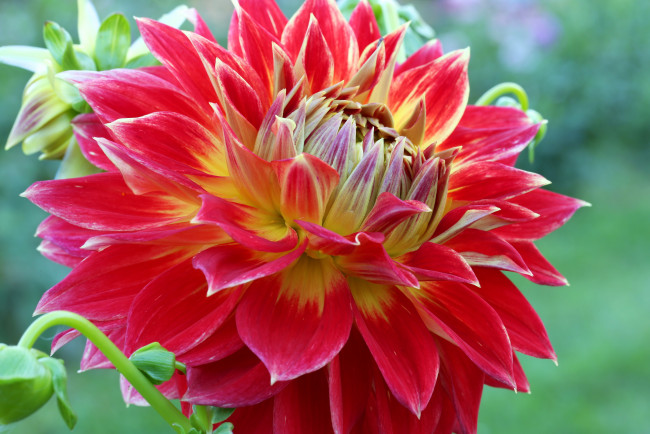 Обои картинки фото цветы, георгины, лепестки, бутоны, цветение, георгин