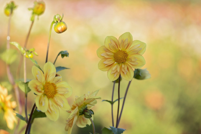 Обои картинки фото цветы, георгины, лепестки, бутоны, цветение, георгин