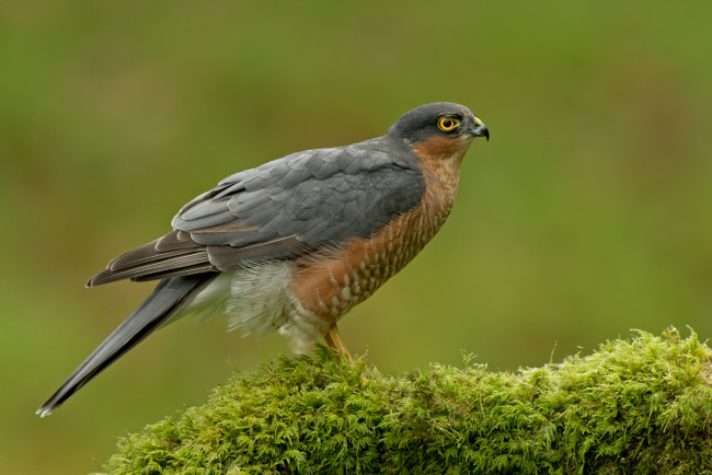 Обои картинки фото животные, птицы - хищники, птица, мох, зелёный, фон, хищник