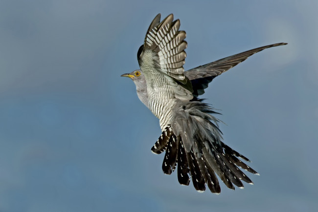 Обои картинки фото животные, птицы, небо, крылья, полёт, птица