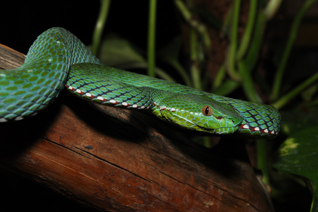 Обои картинки фото животные, змеи,  питоны,  кобры, змея, дерево