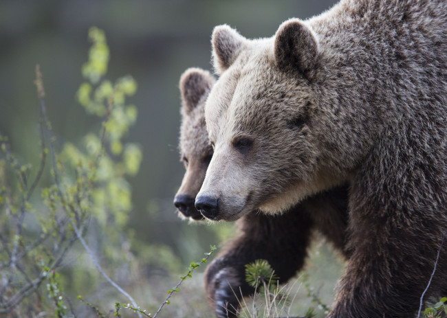 Обои картинки фото животные, медведи, лес, трава, природа