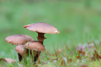 Картинка природа грибы опята