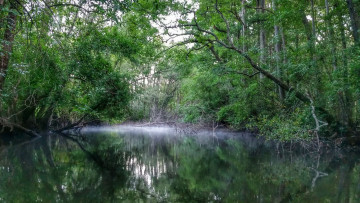 Картинка природа реки озера река лес