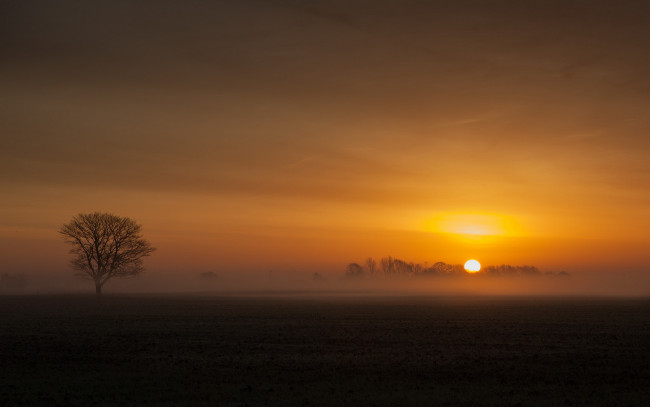 Обои картинки фото природа, восходы, закаты, дерево, поле, туман, солнце, финляндия