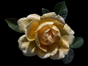 Картинка цветы розы бутон лепестки