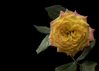 Картинка цветы розы бутон лепестки