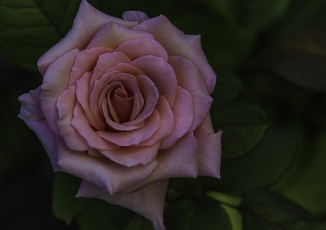 Картинка цветы розы бутон лепестки