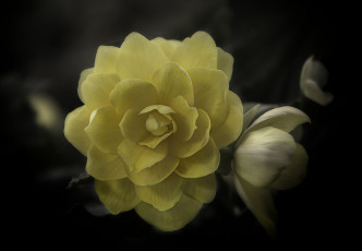 Картинка цветы розы бутон лепестки