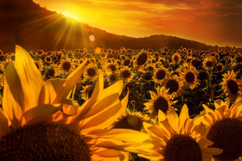 Картинка цветы подсолнухи деревья лучи солнца желтые небо поле холмы