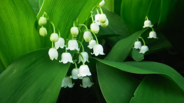 Картинка цветы ландыши фон