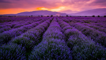 Картинка цветы лаванда закат поле горы ряды
