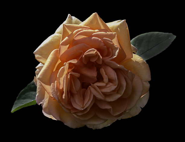 Обои картинки фото цветы, розы, бутон, лепестки