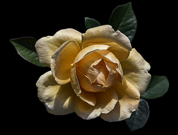 Обои картинки фото цветы, розы, бутон, лепестки