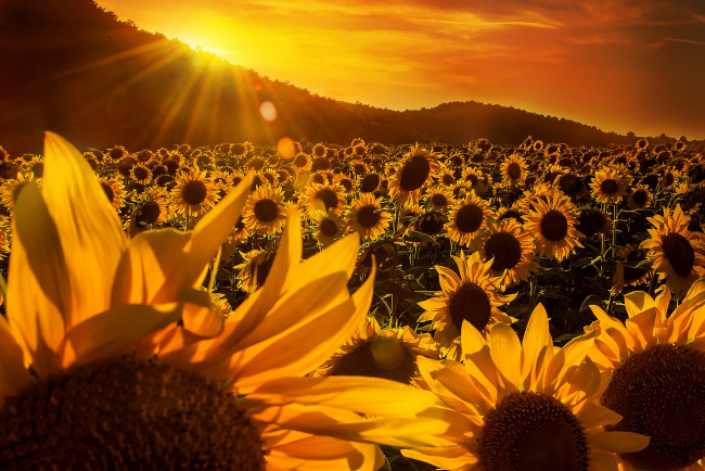 Обои картинки фото цветы, подсолнухи, деревья, лучи, солнца, желтые, небо, поле, холмы