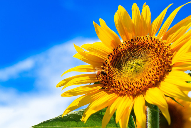 Обои картинки фото цветы, подсолнухи, лисёнок, ветки, лес, мордочка, лежит, боке