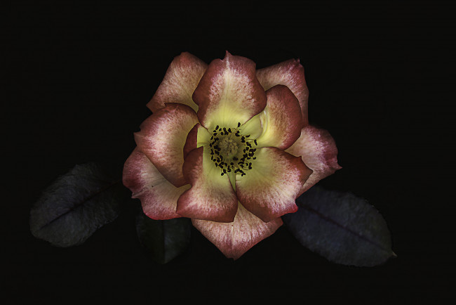 Обои картинки фото цветы, розы, бутон, лепестки