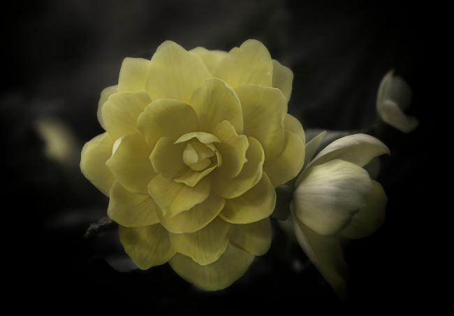 Обои картинки фото цветы, розы, бутон, лепестки