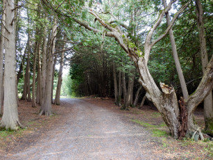 Картинка природа дороги дорога лесная