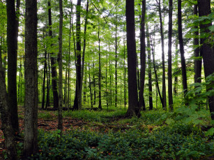 Картинка природа лес сосны