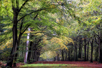 Картинка природа парк простор