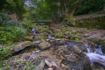 Картинка природа лес простор