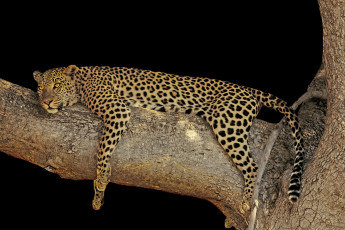 Картинка животные леопарды хищник