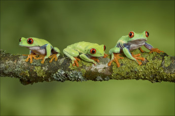 Картинка животные лягушки мох ветка