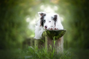 Картинка животные собаки собака взгляд