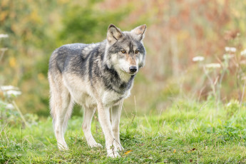 Картинка животные волки +койоты +шакалы хищник