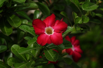 Картинка цветы адениум +мандевилла цветение пустынная роза