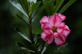 Картинка цветы адениум +мандевилла пустынная роза цветение