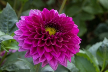 Картинка цветы георгины лепестки бутоны цветение георгин