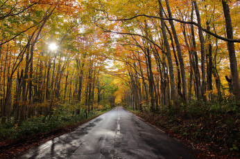 Картинка природа дороги дорога осень лес