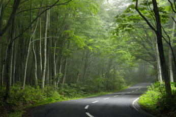 Картинка природа дороги дорога поворот лес