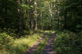 Картинка природа дороги простор