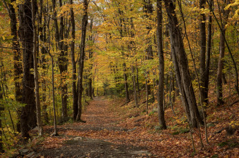 Картинка природа лес простор