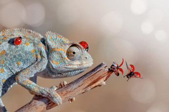 Картинка животные хамелеоны хамелеон божьи коровки сучок боке животное